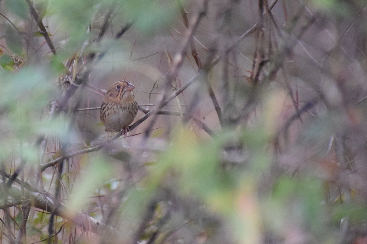 Henslow's Sparrow - ML633254492