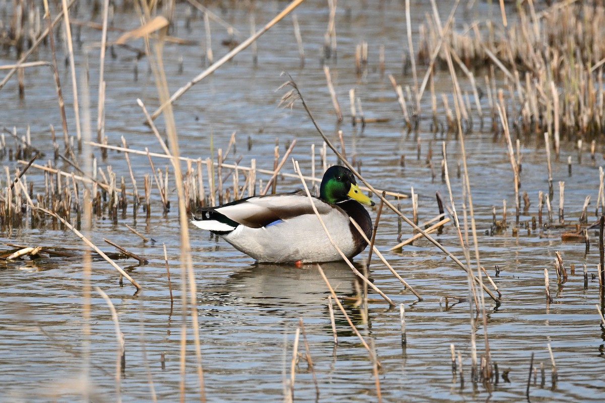 Зэрлэг нугас - ML633254498