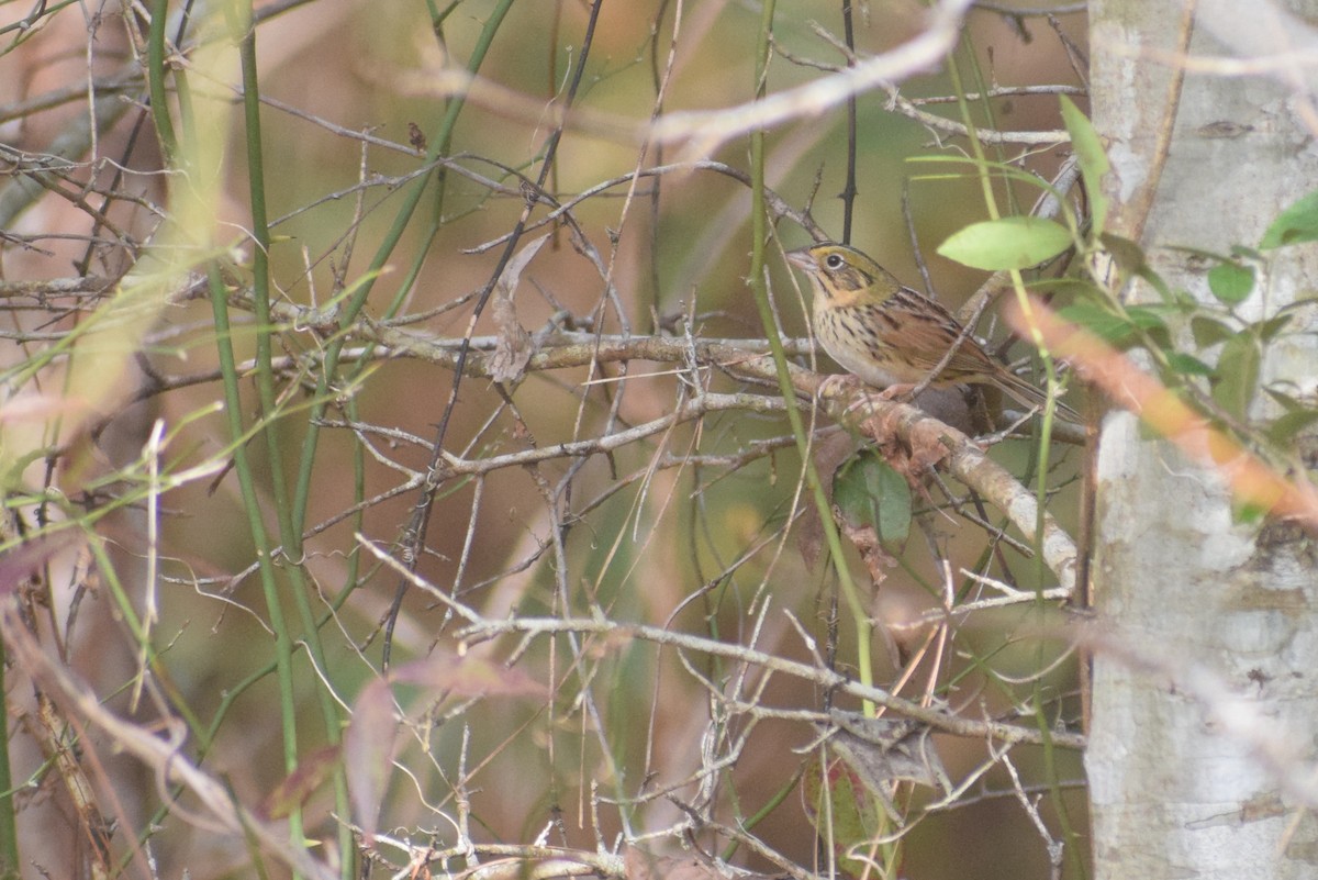 Henslow's Sparrow - ML633254499