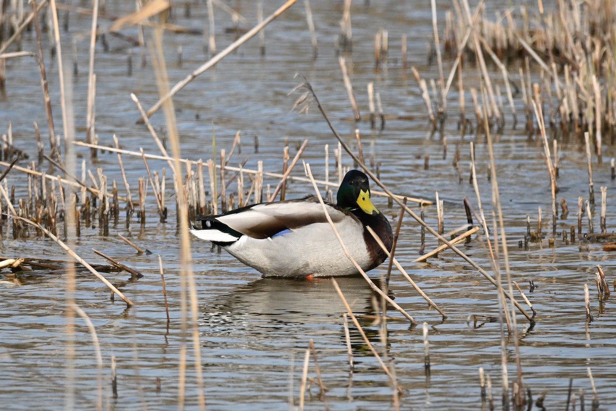 Зэрлэг нугас - ML633254500