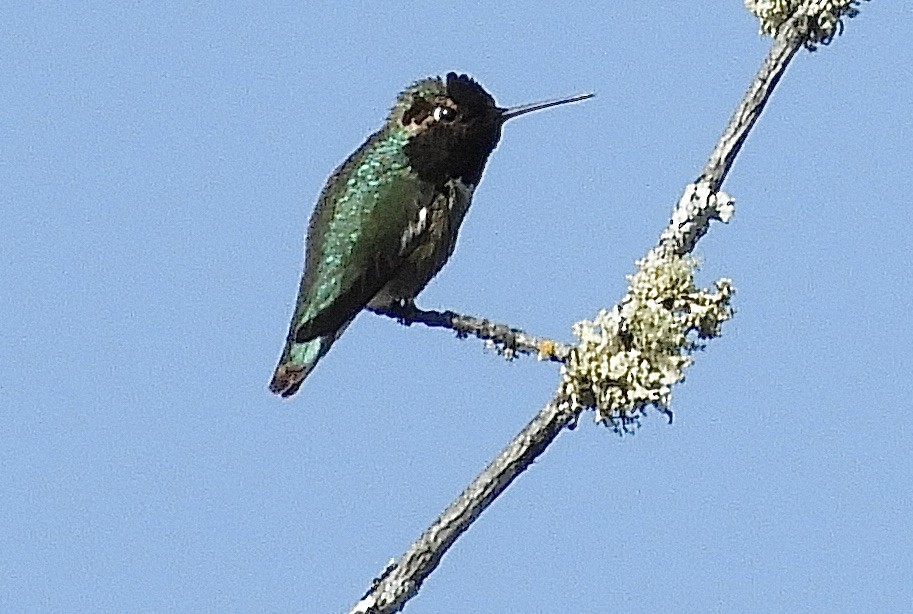 Anna's Hummingbird - ML633254501