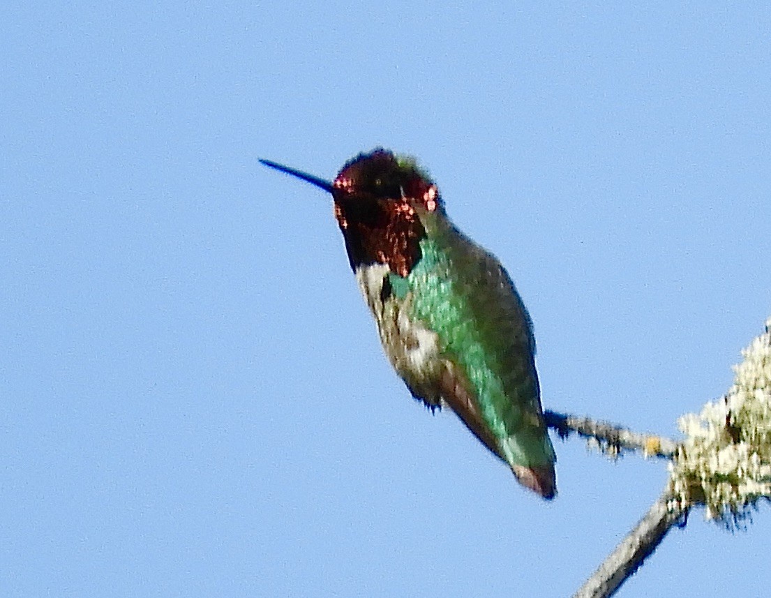 Anna's Hummingbird - ML633254502