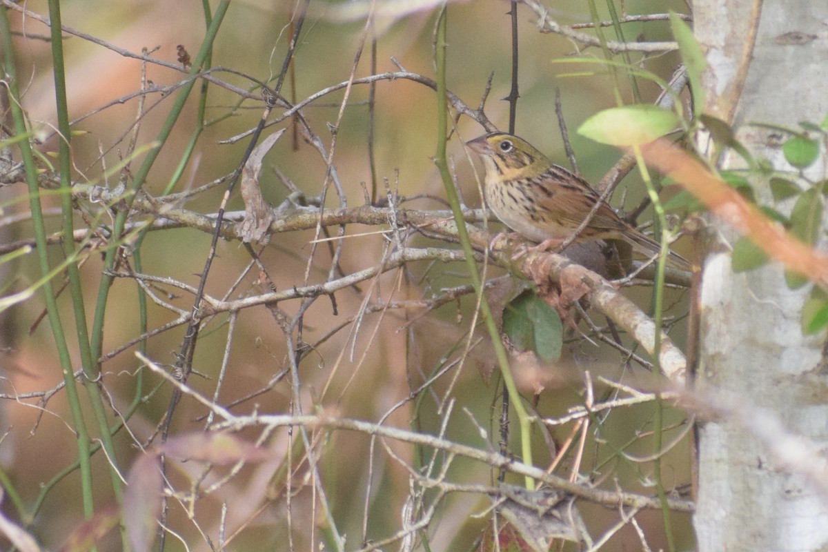 Henslow's Sparrow - ML633254503