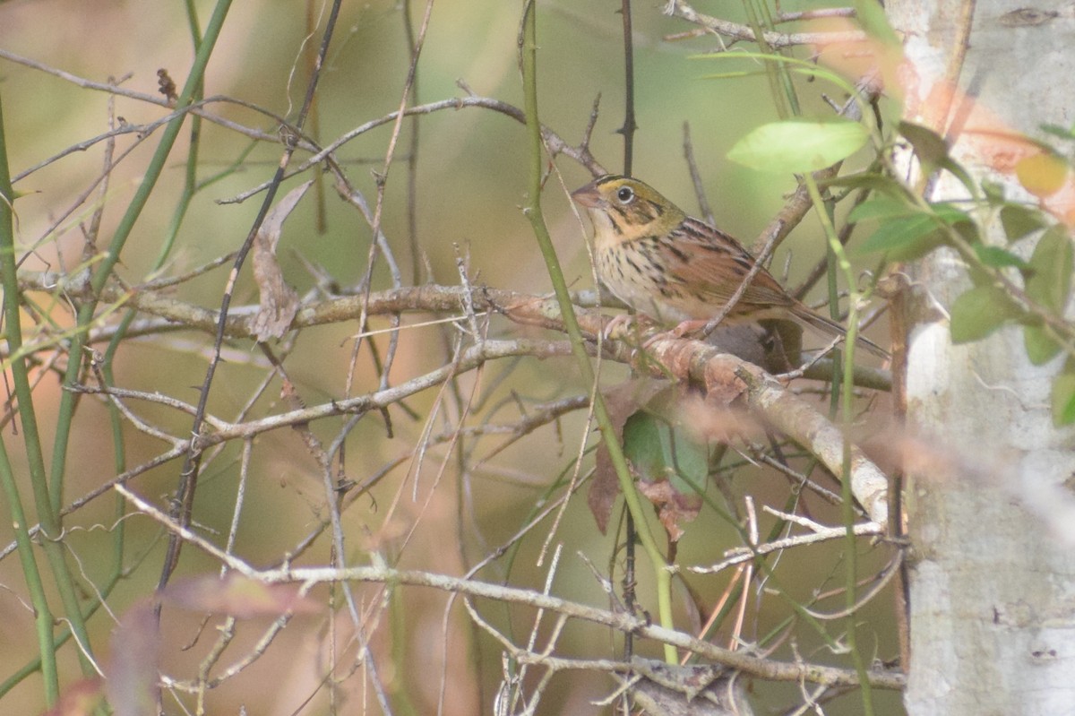 Henslow's Sparrow - ML633254505