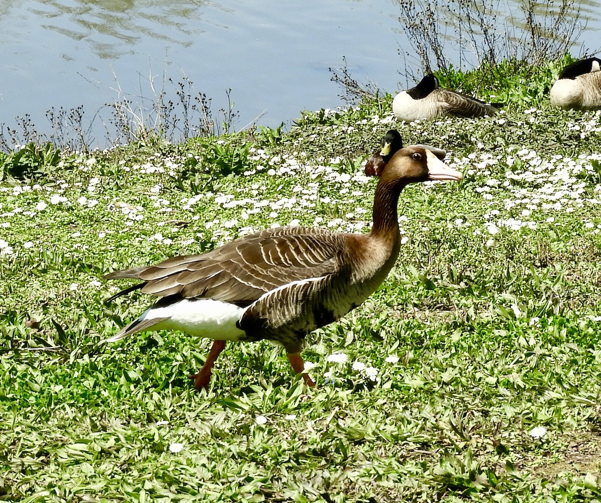 Greater White-fronted Goose - ML633254571