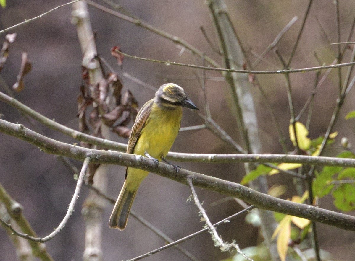 Golden-crowned Flycatcher - ML633254573