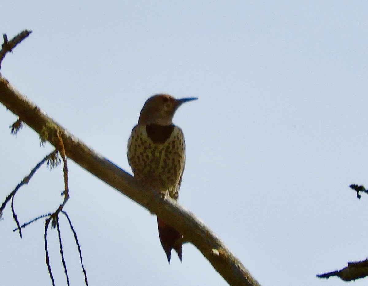 Northern Flicker (Yellow-shafted x Red-shafted) - ML633254610