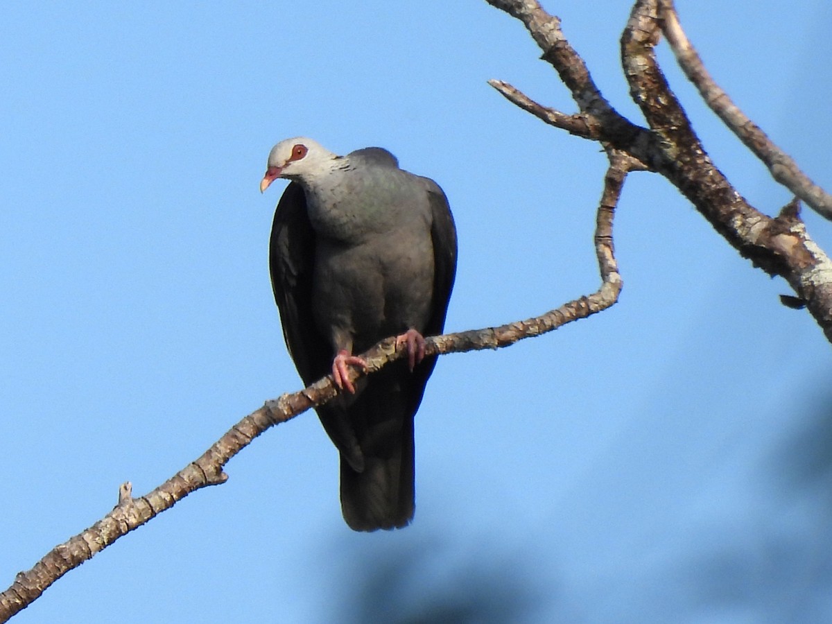 Andaman Wood-Pigeon - ML633254625