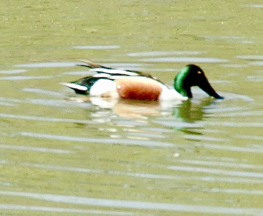 Northern Shoveler - ML633254653