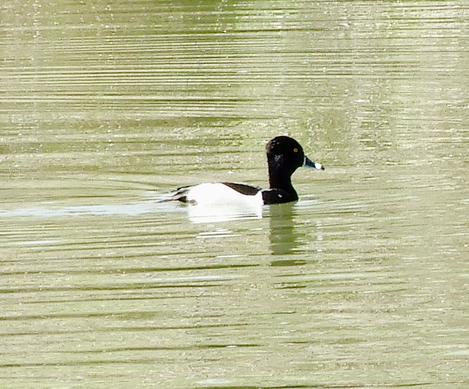 Ring-necked Duck - ML633254666