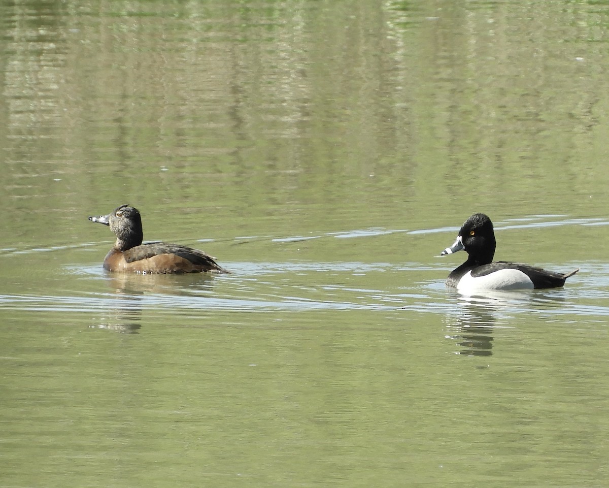 Ring-necked Duck - ML633254667