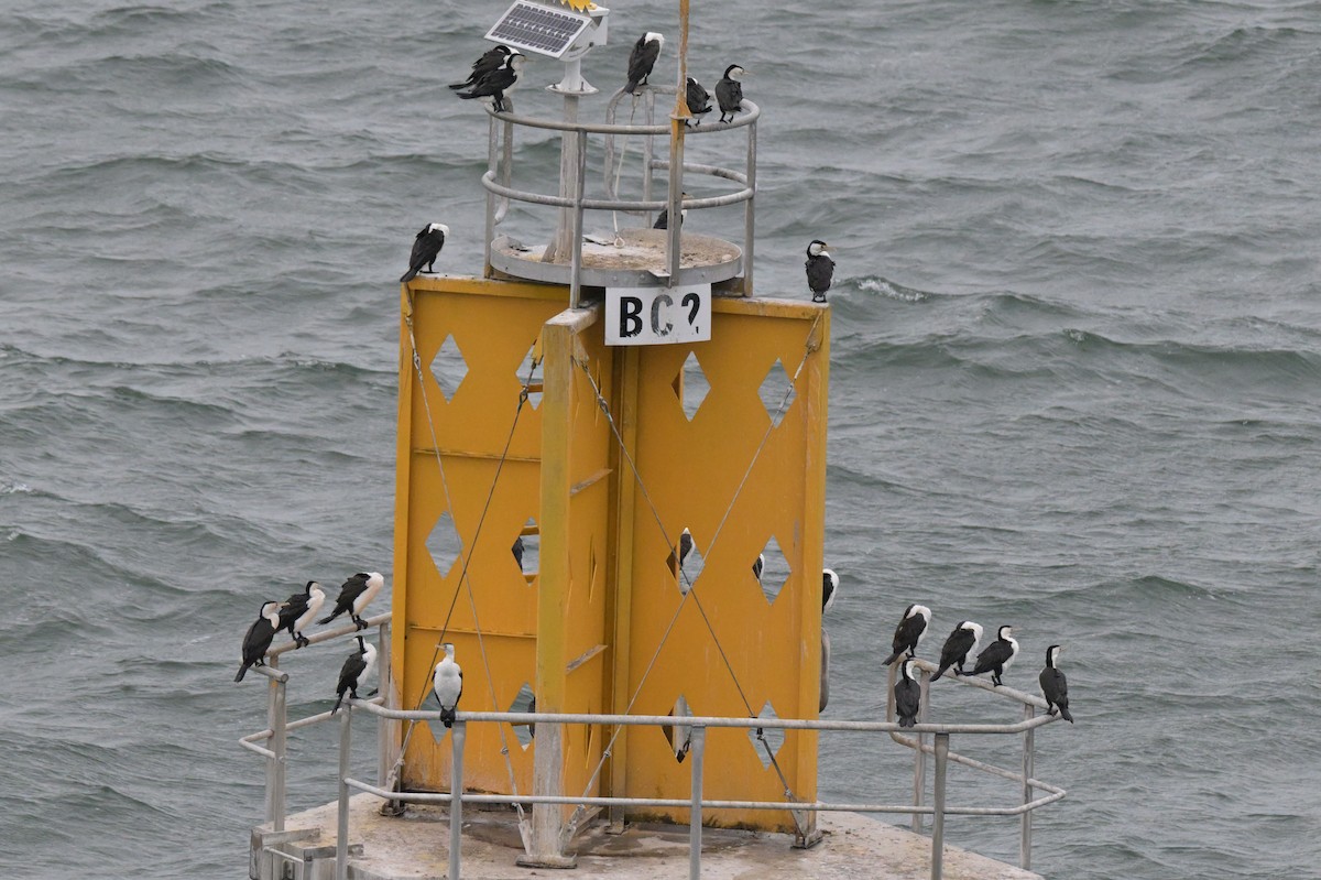 Pied Cormorant - ML633254675