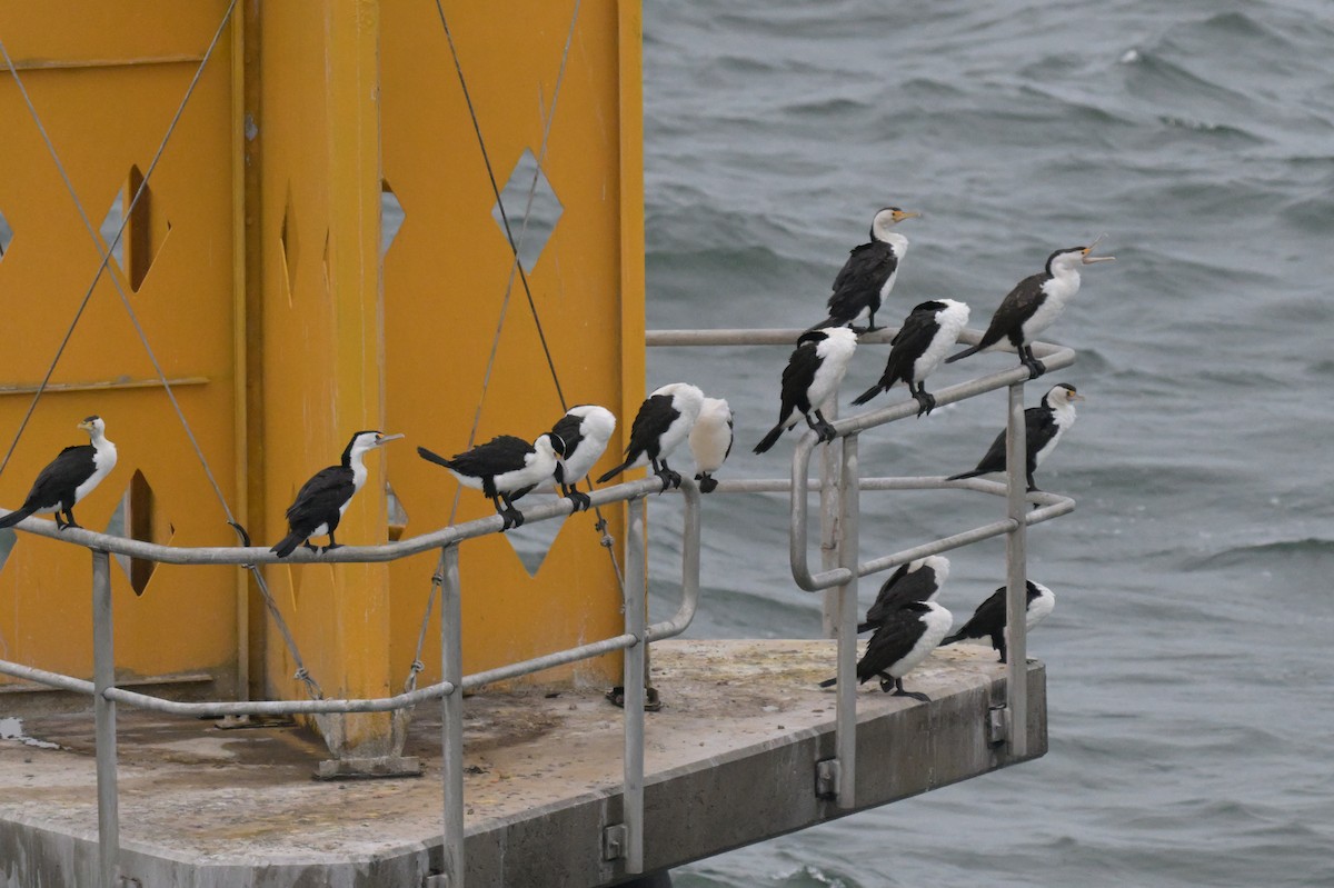 Pied Cormorant - ML633254676