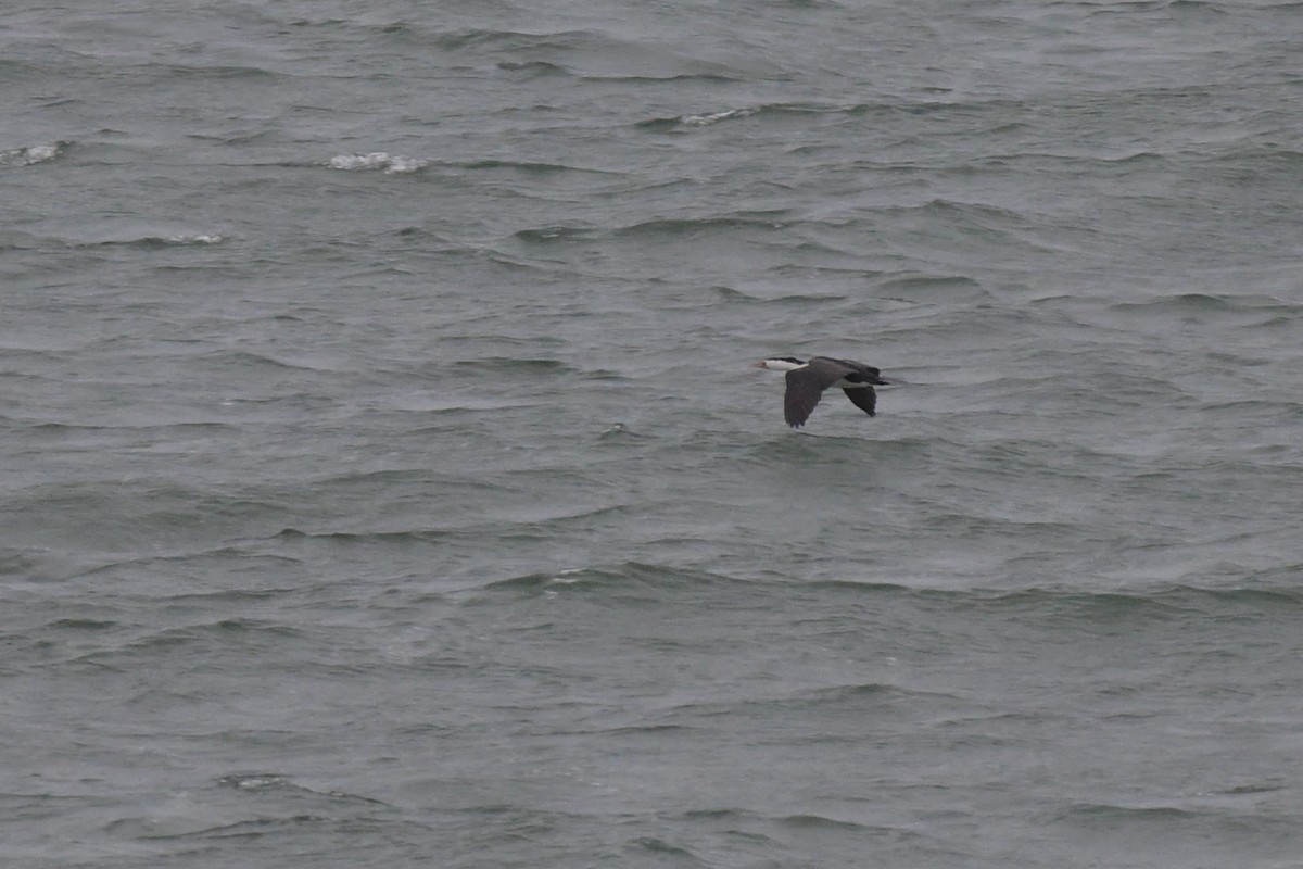 Pied Cormorant - ML633254679