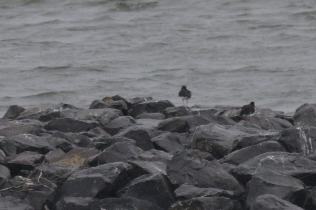 Pied Oystercatcher - ML633254718
