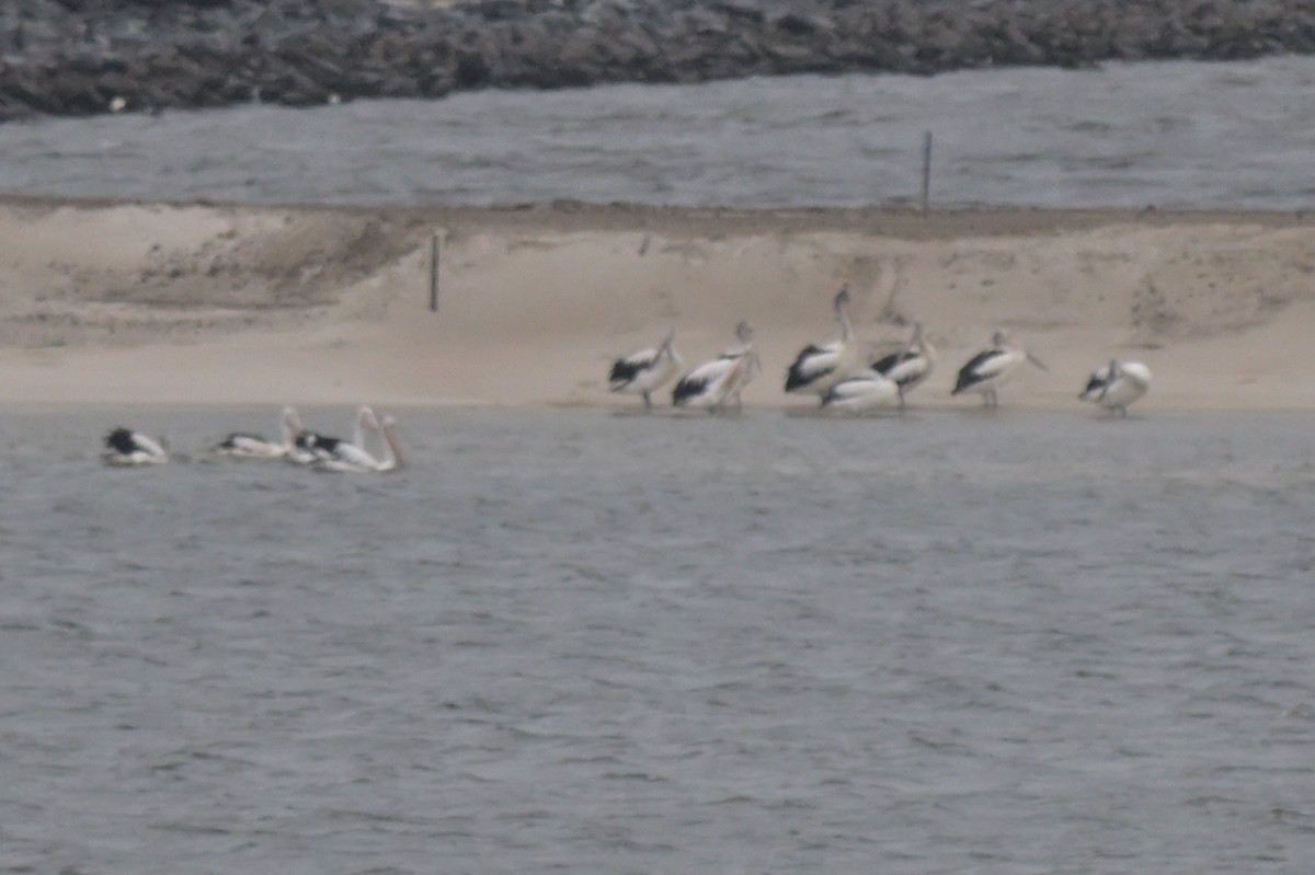 Australian Pelican - ML633254730
