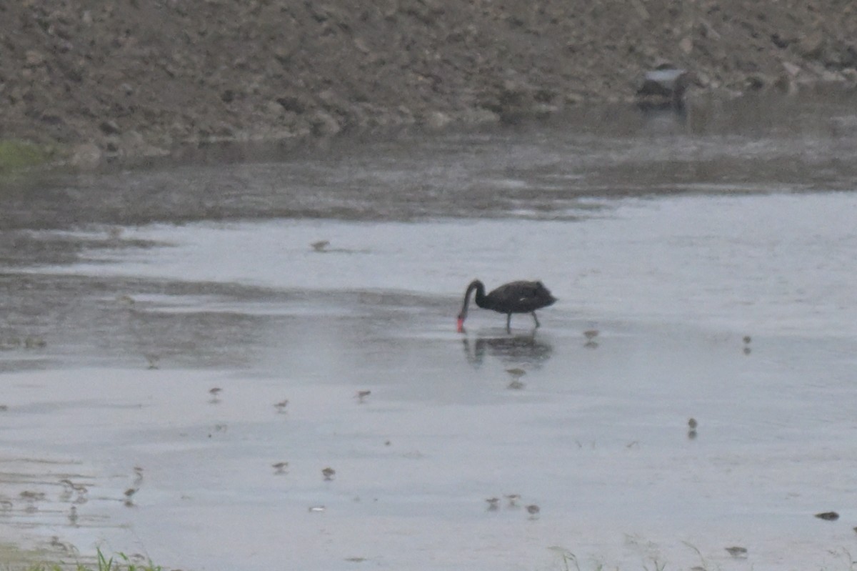 Black Swan - ML633254736