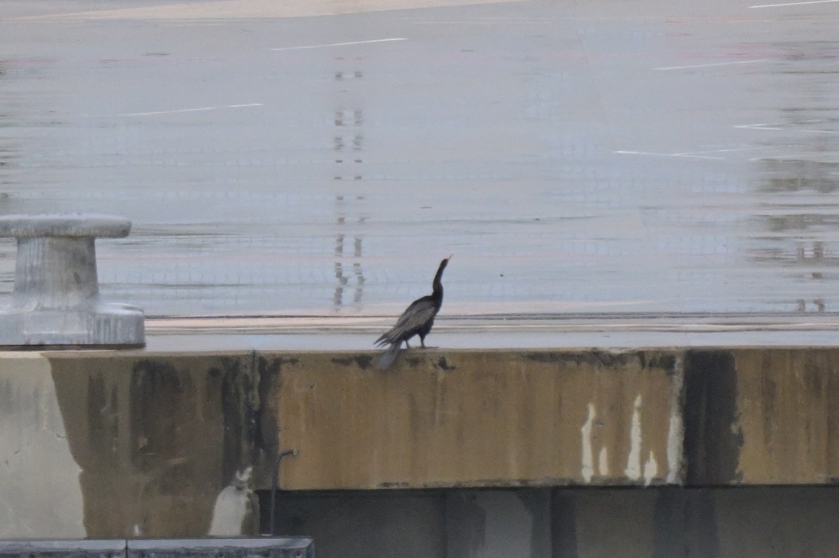 Australasian Darter - ML633254760