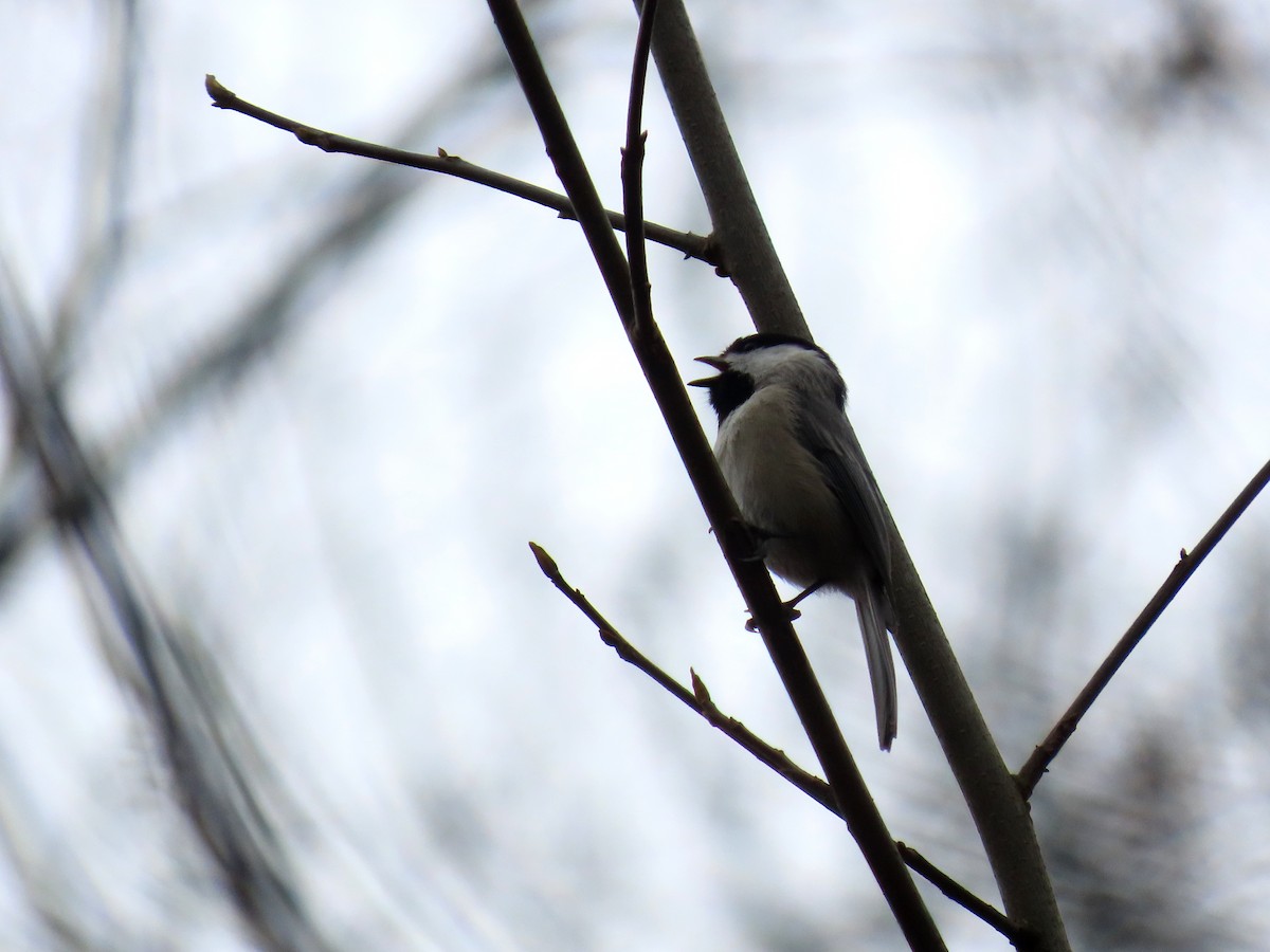 Carolina Chickadee - ML633254765