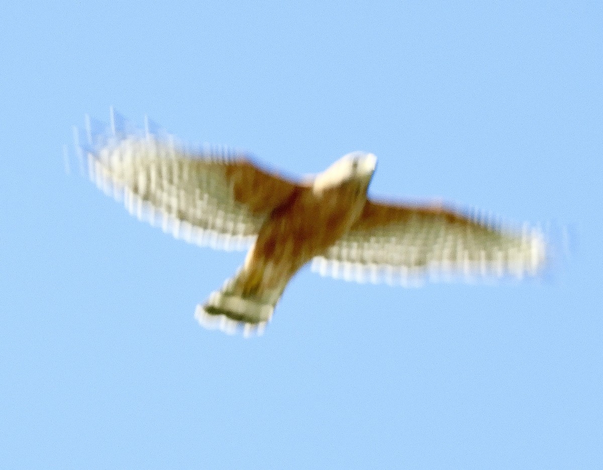 Cooper's Hawk - ML633254773