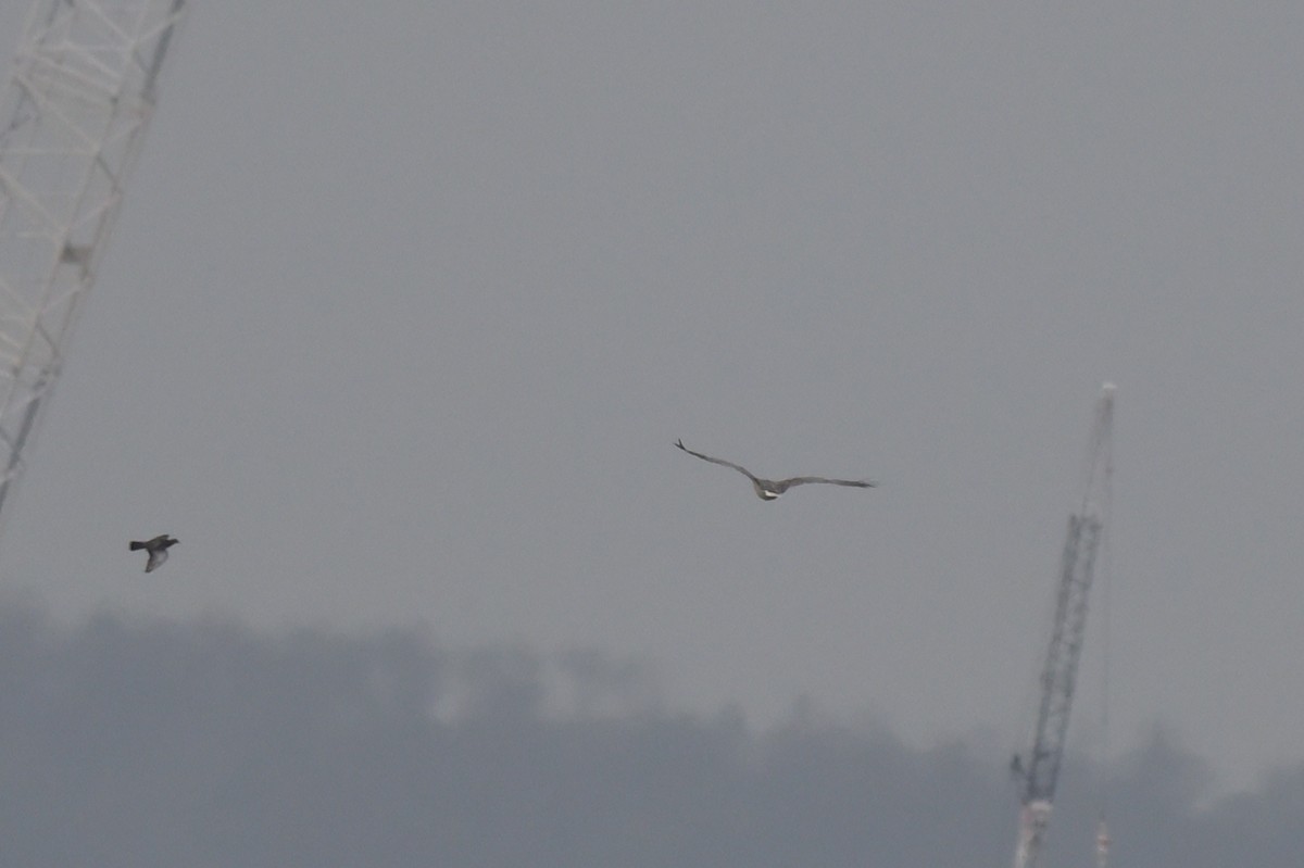White-bellied Sea-Eagle - ML633254779