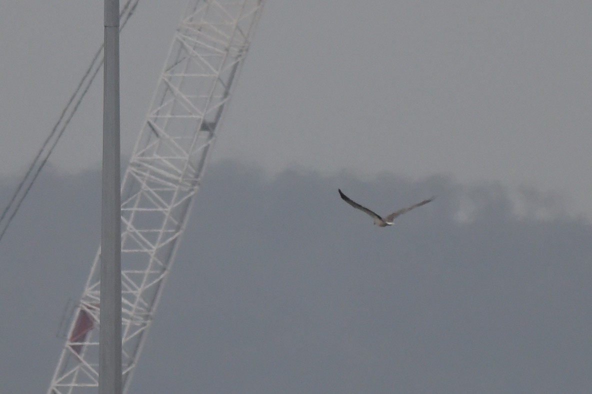 White-bellied Sea-Eagle - ML633254784