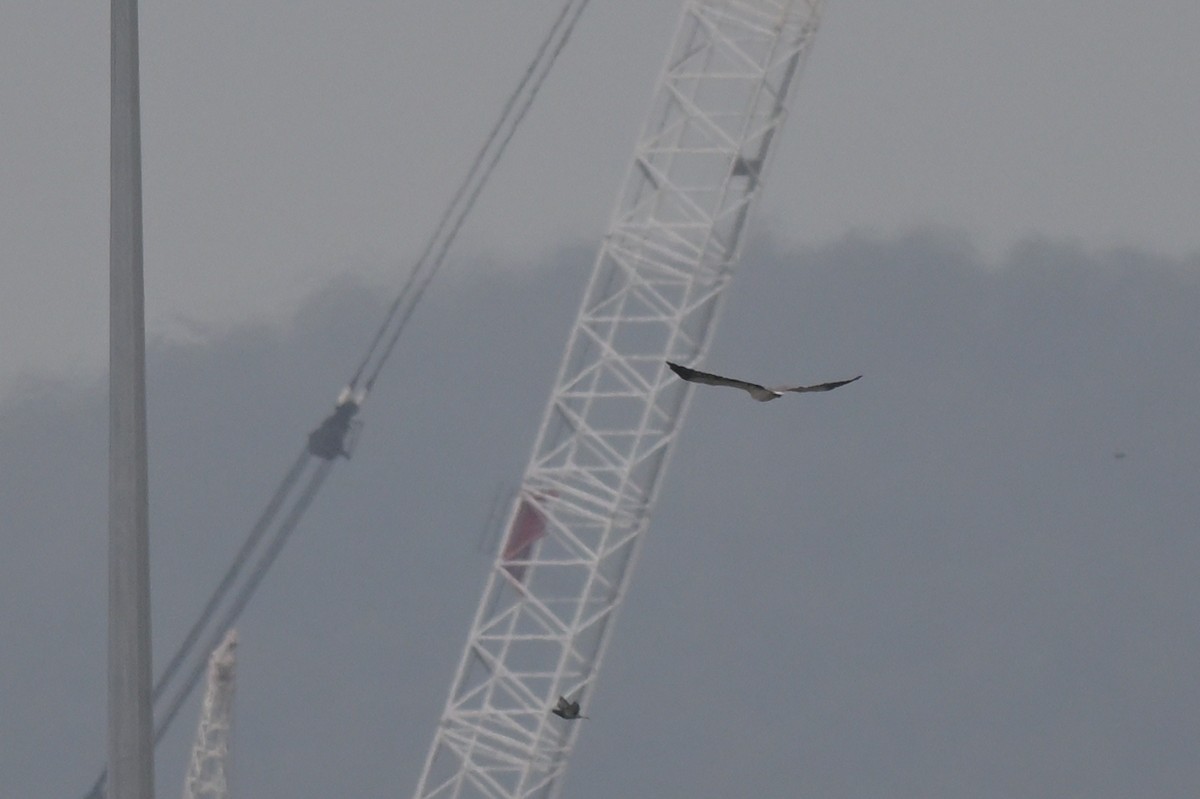 White-bellied Sea-Eagle - ML633254786