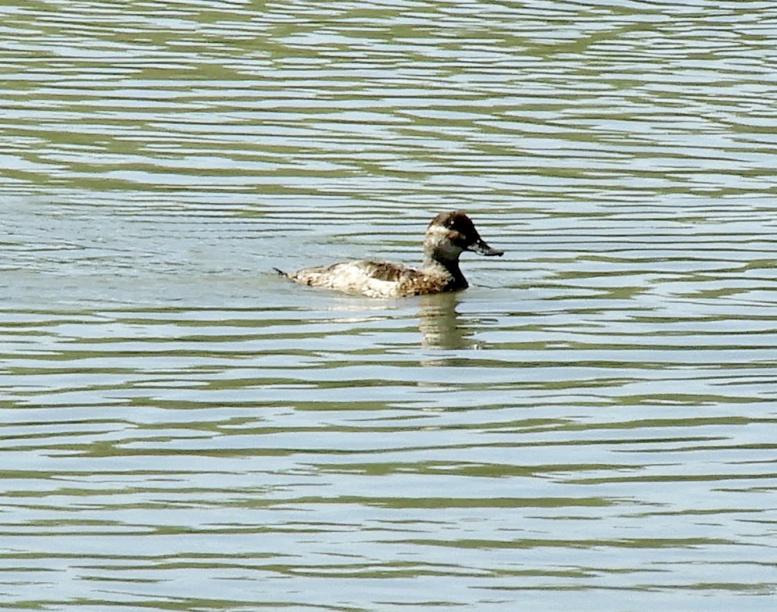 Ruddy Duck - ML633254788