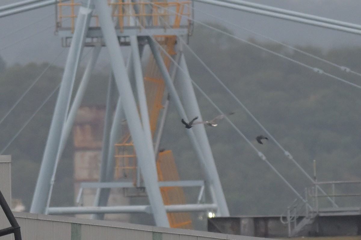 White-bellied Sea-Eagle - ML633254795