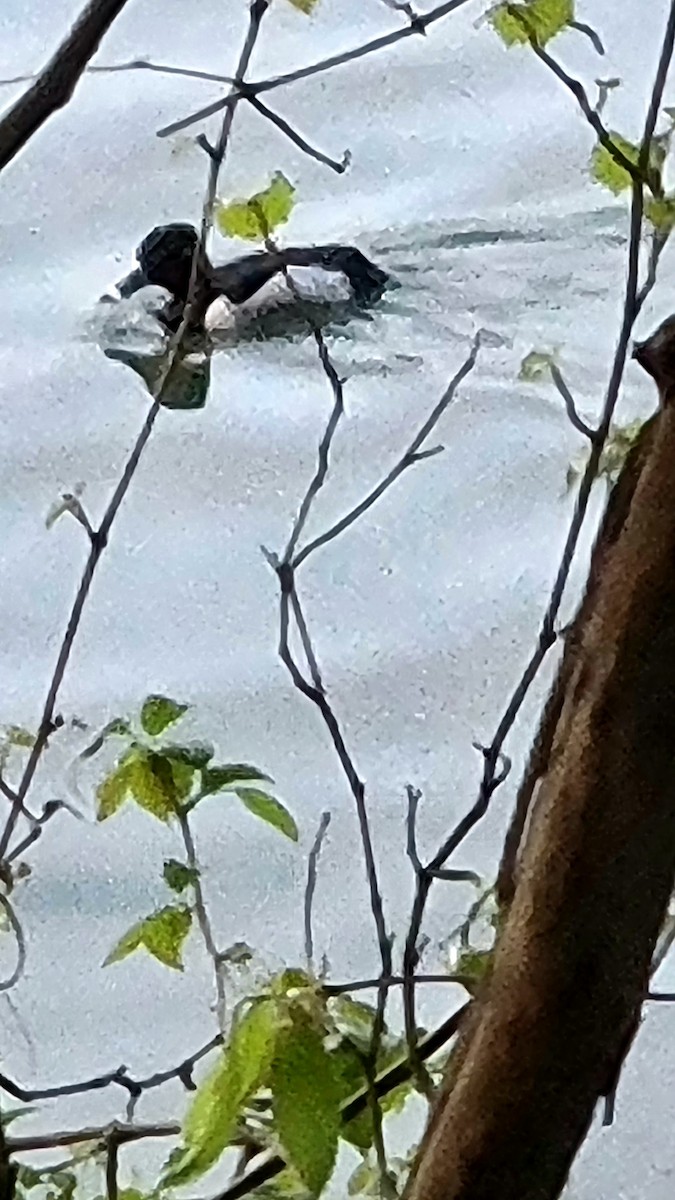 Ring-necked Duck - ML633254798