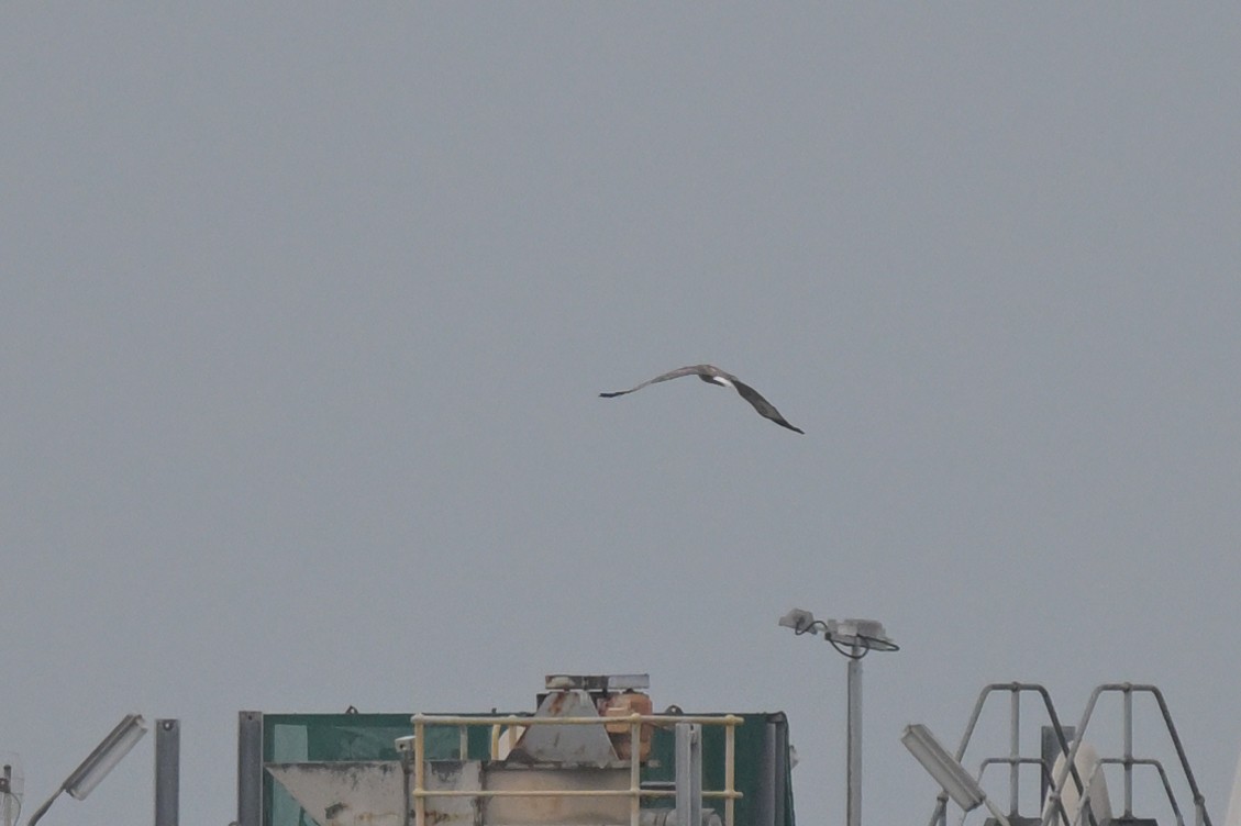 White-bellied Sea-Eagle - ML633254810