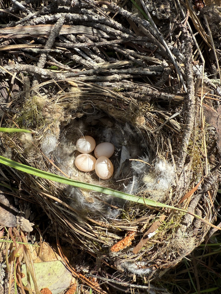 passerine sp. - ML633254890