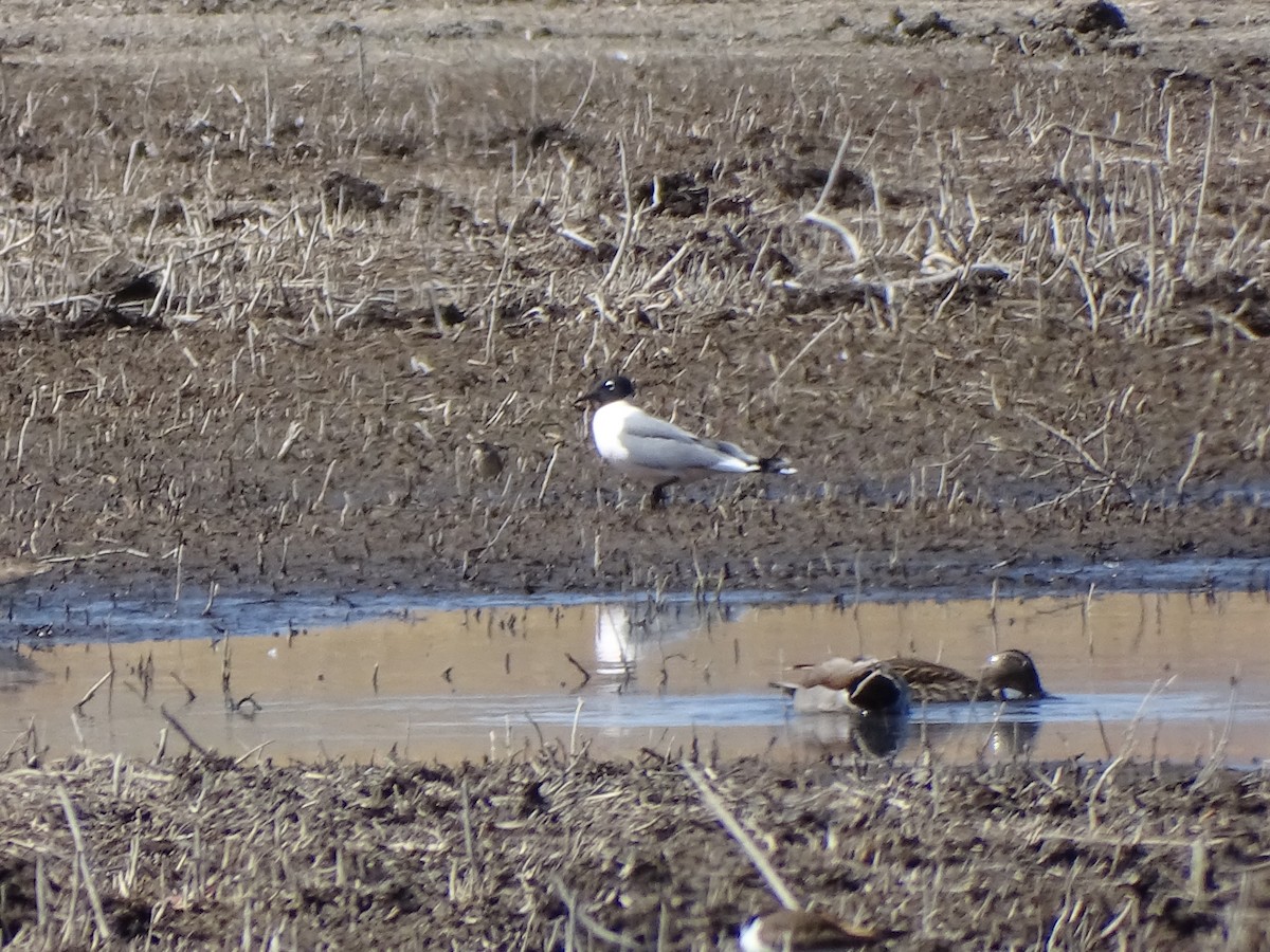 Franklin's Gull - ML633254924