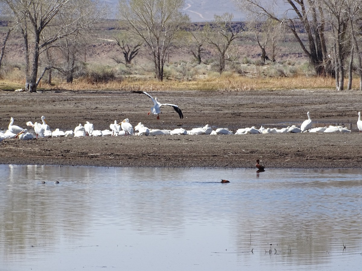 American White Pelican - ML633255078