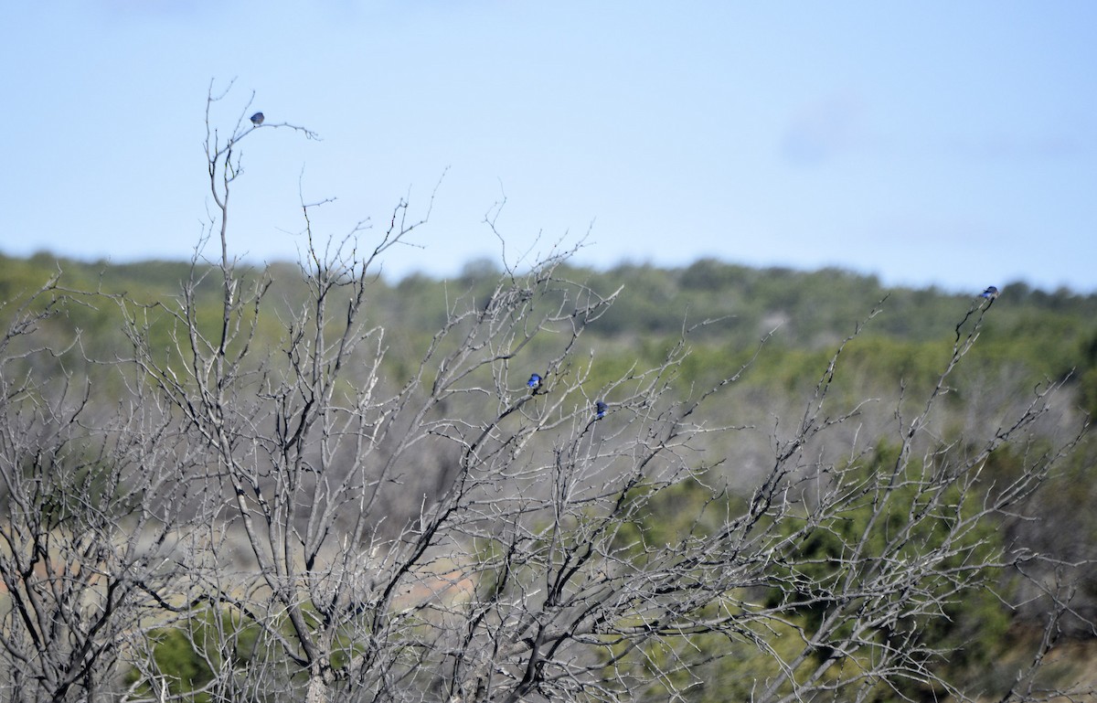 Western Bluebird - ML633255129