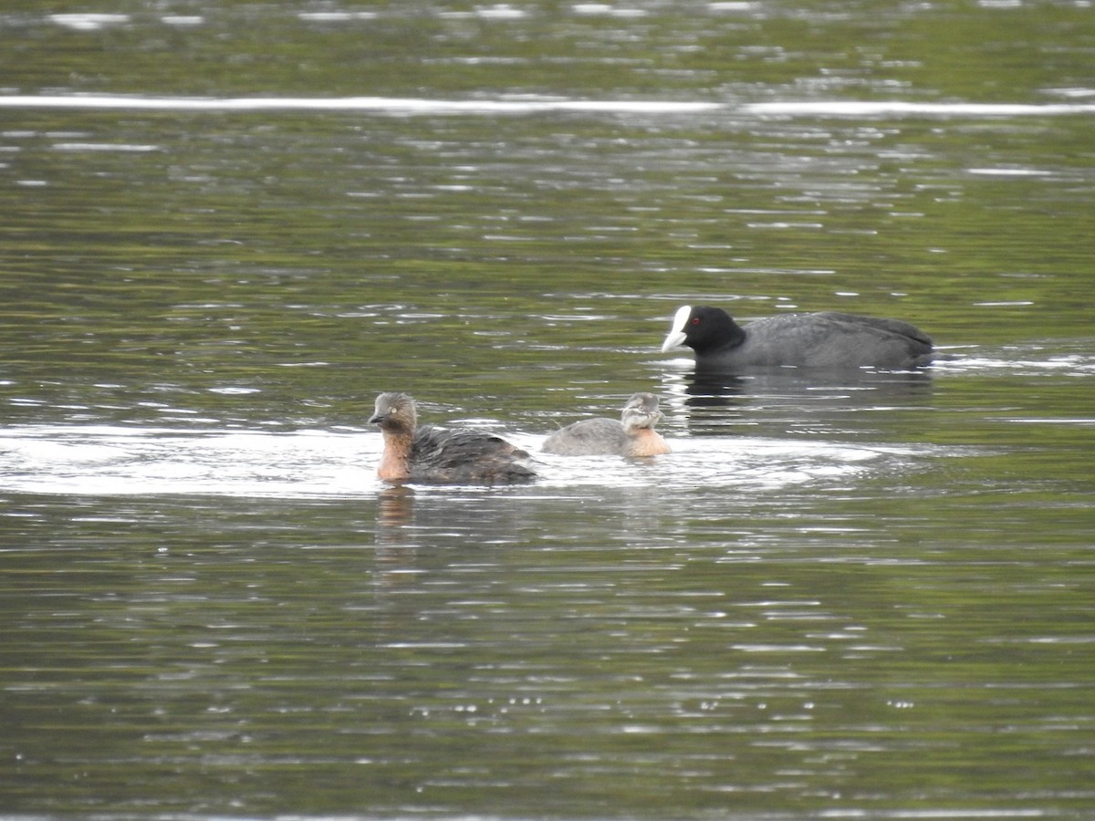 New Zealand Grebe - ML633255137