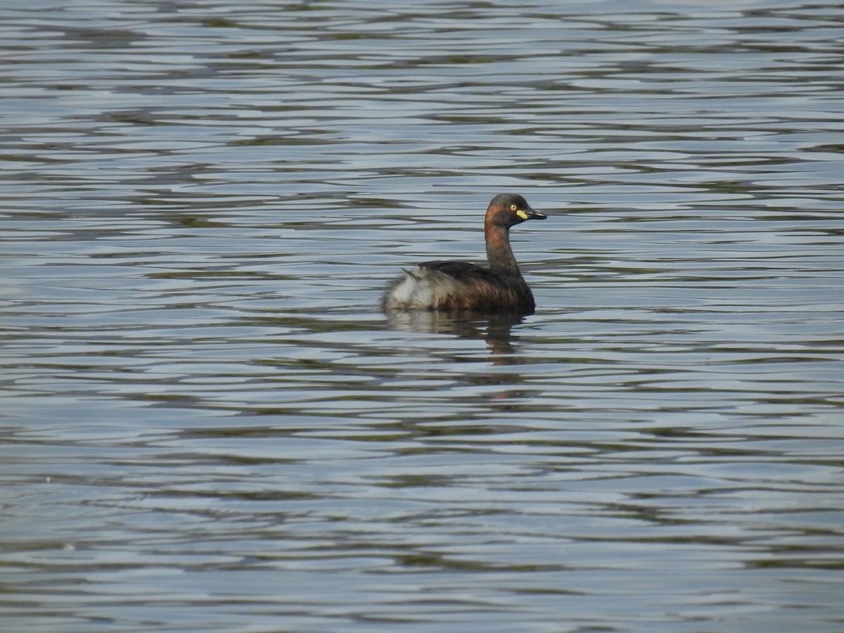 Australasian Grebe - ML633255144
