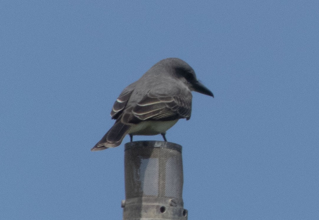 Gray Kingbird - ML633255188