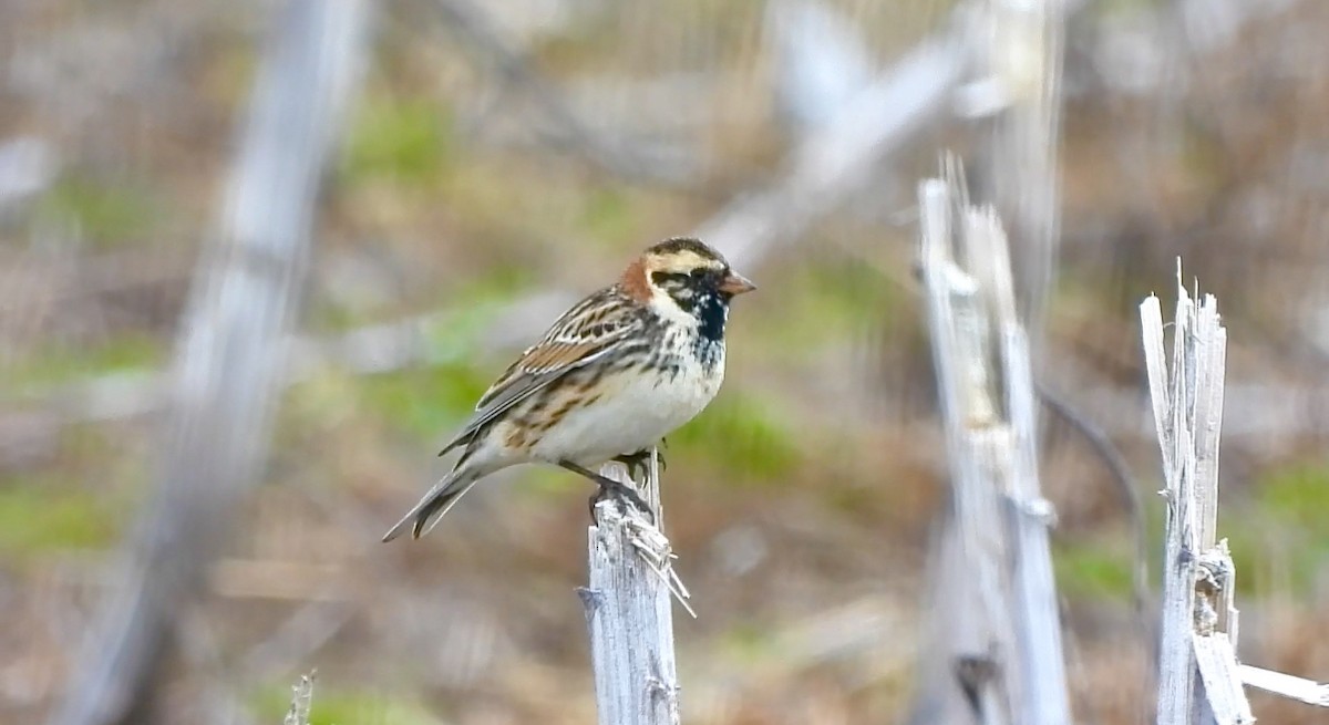 Lapland Longspur - Gina Turone 🐩