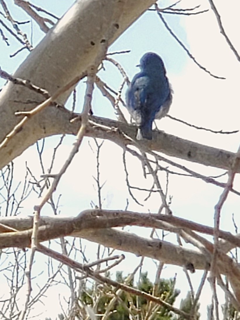 Mountain Bluebird - ML633255448