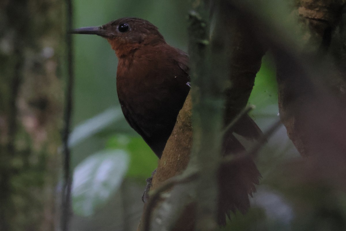 South American Leaftosser (Atlantic) - ML633255512