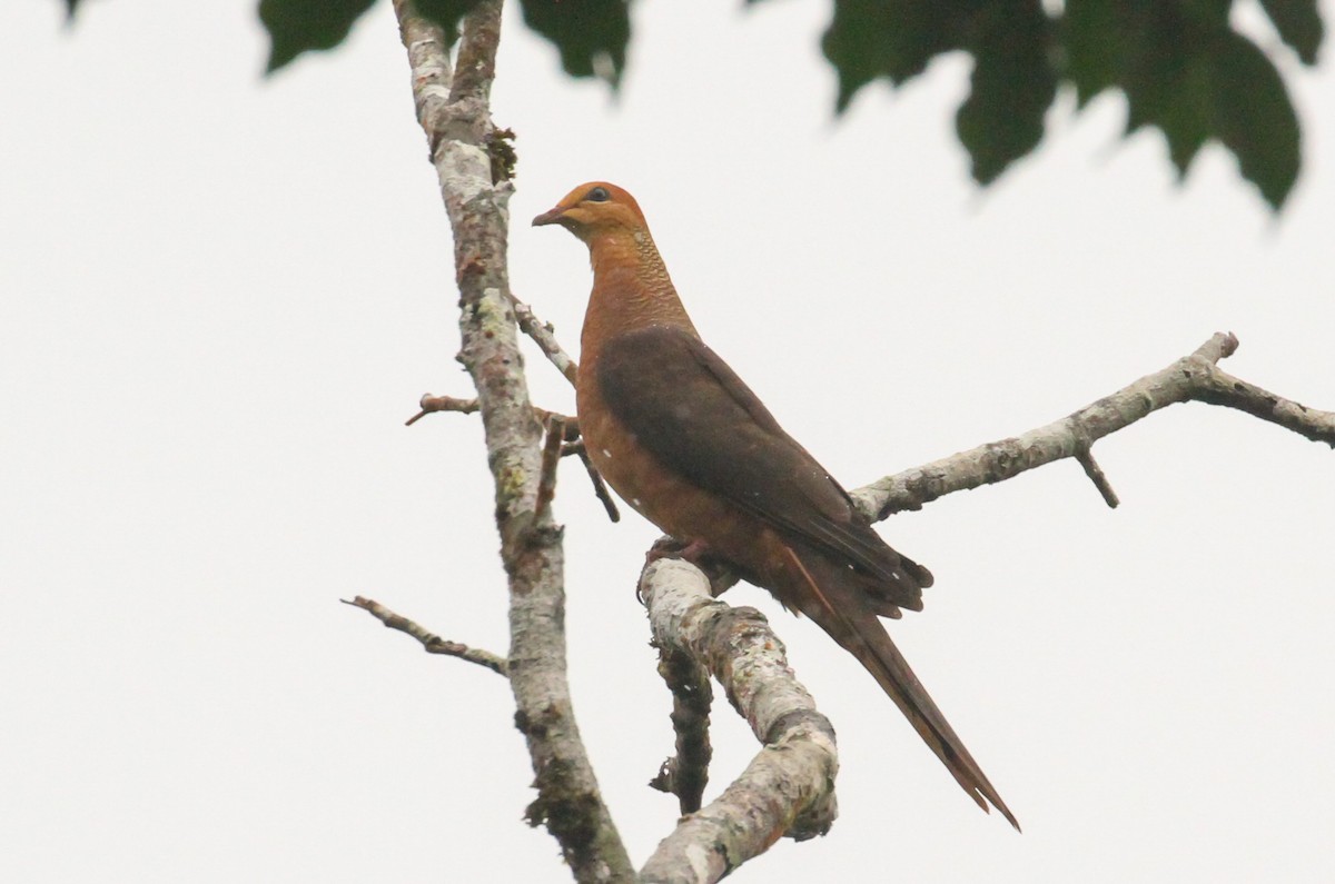 Philippine Cuckoo-Dove - ML633255523