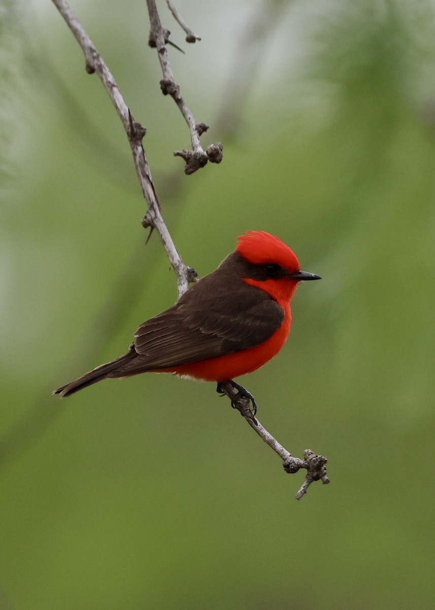 Vermilion Flycatcher - ML633255695