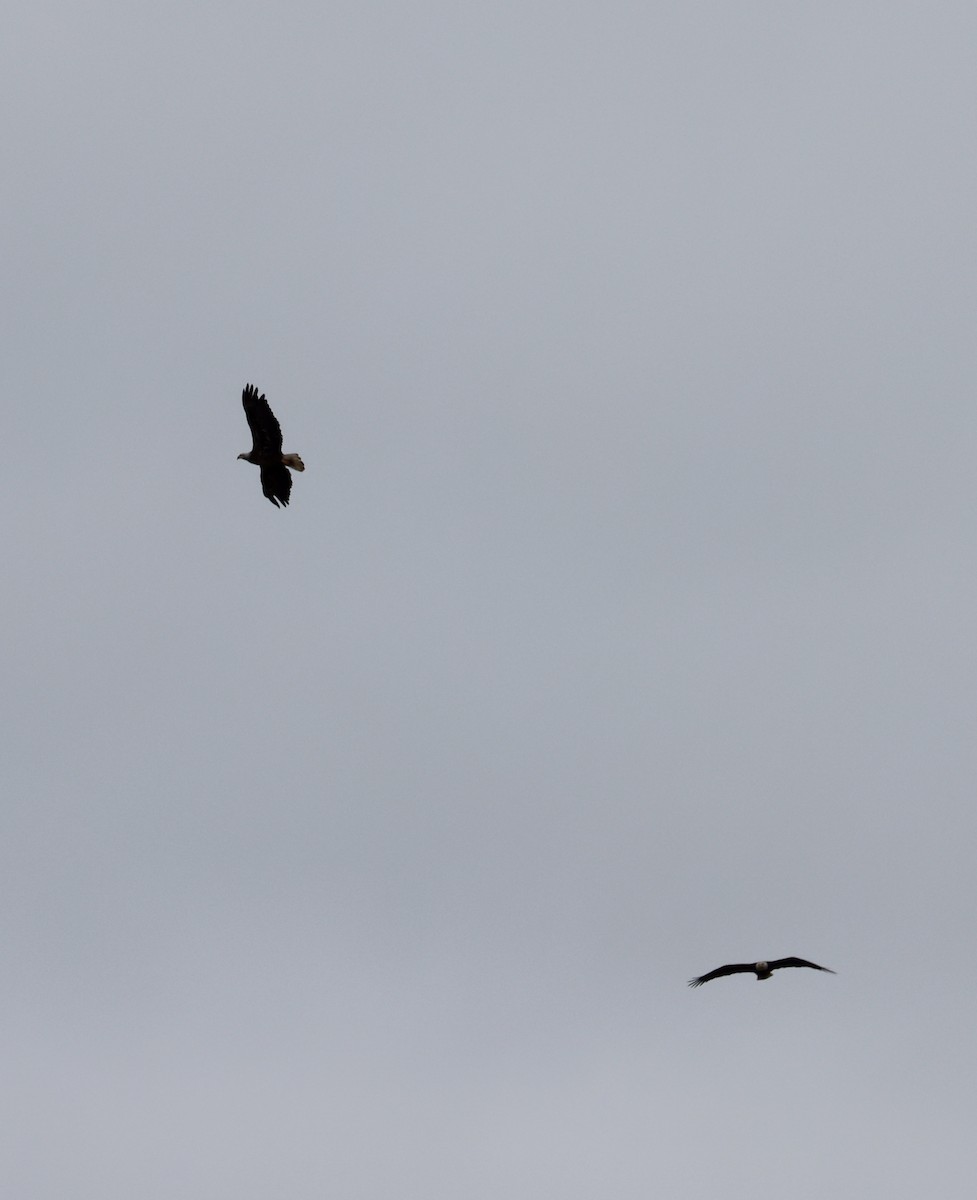Bald Eagle - ML633255816