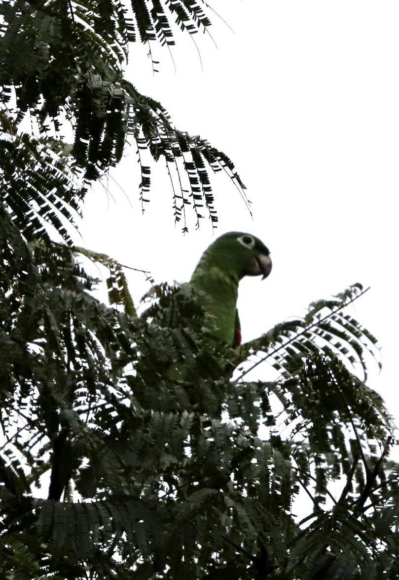 Mealy Amazon - Edna Agudelo