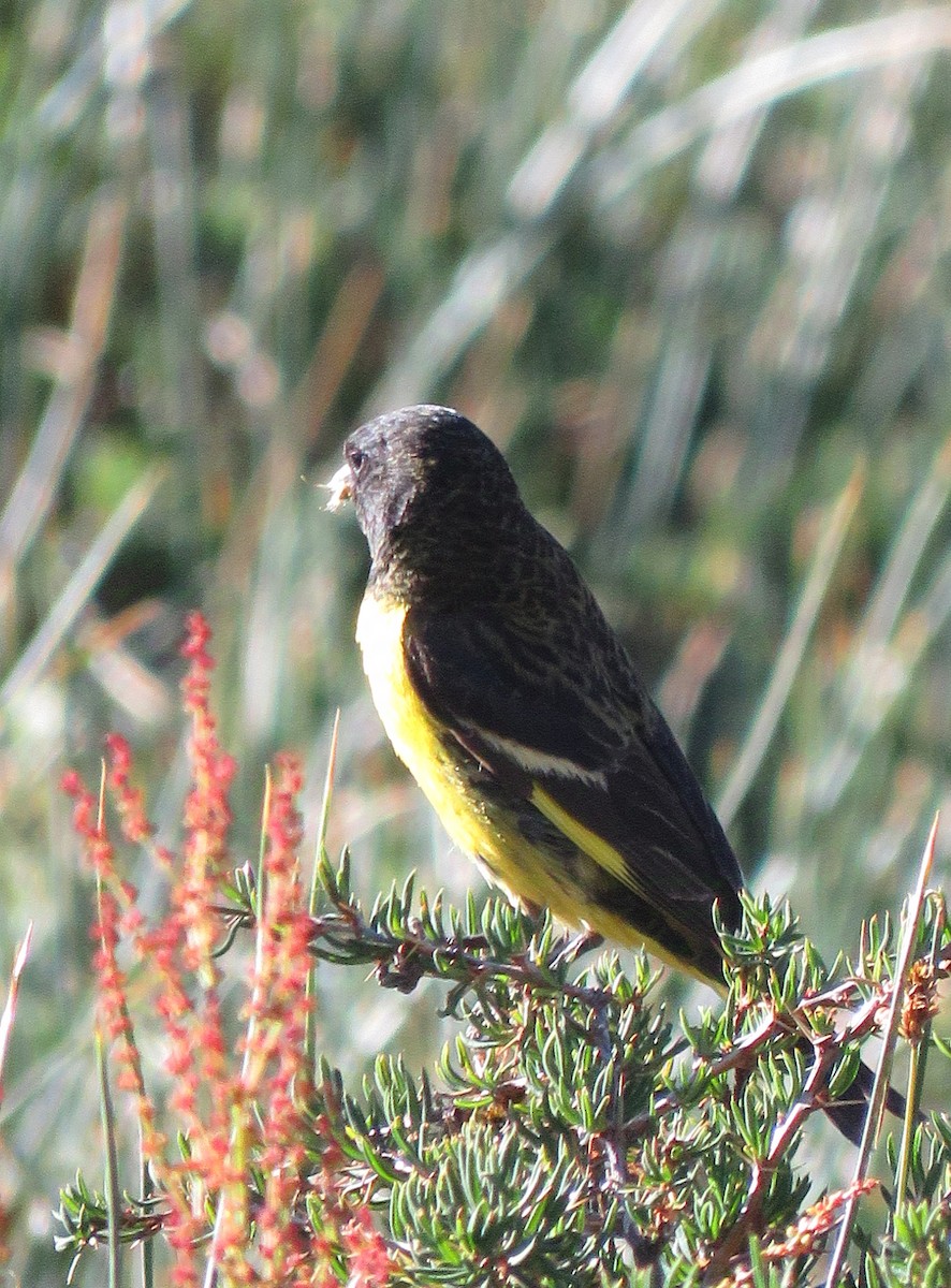Yellow-rumped Siskin - ML633256035