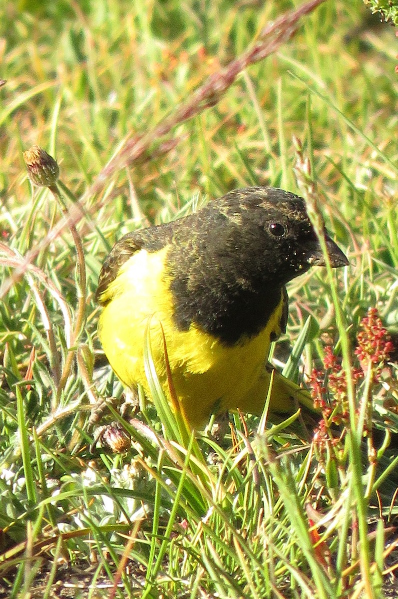 Yellow-rumped Siskin - ML633256036