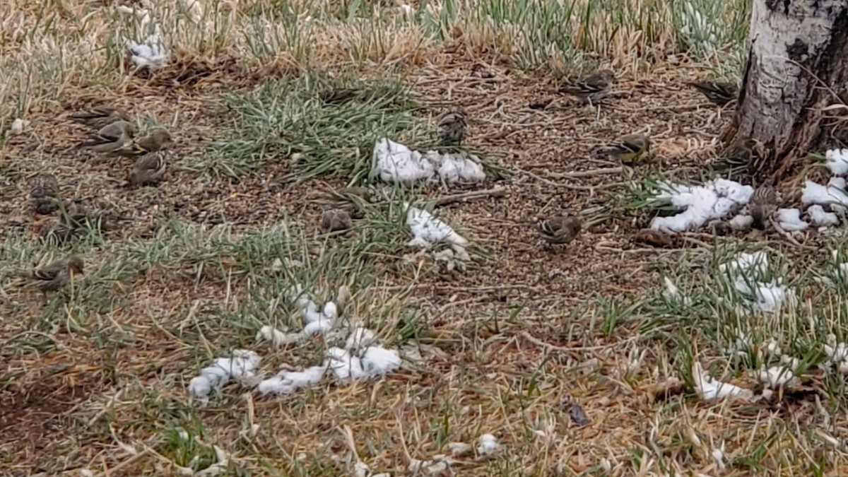 Pine Siskin - ML633256062