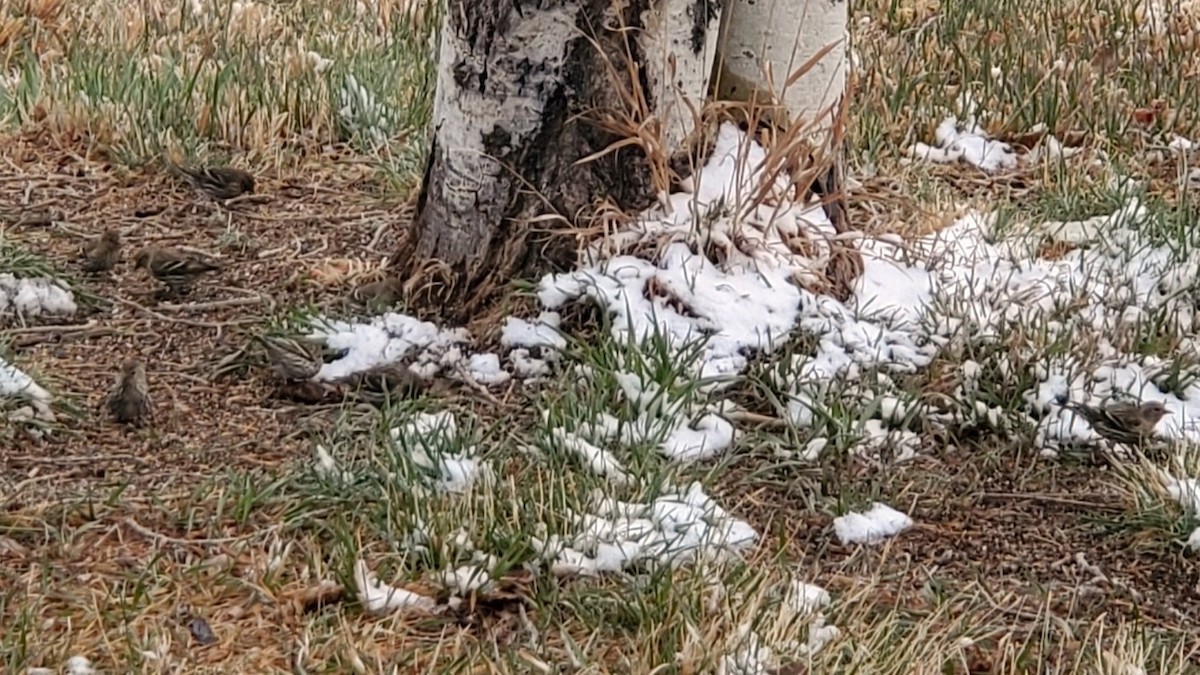 Pine Siskin - ML633256063