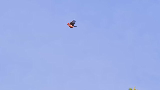 Vermilion Flycatcher - ML633256324